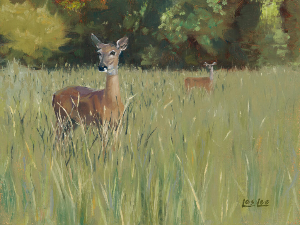 Two deer standing in a green meadow